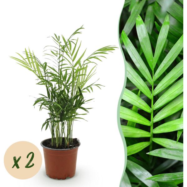 Chamaedorea Elegans – Set Di 2 Piante – Ø12 Cm, Altezza 35-40 Cm – Palma Dorata Con Foglie Sottili – Pianta Da Appartamento Che Purifica L'aria E Adatta Agli Animali Domestici-image
