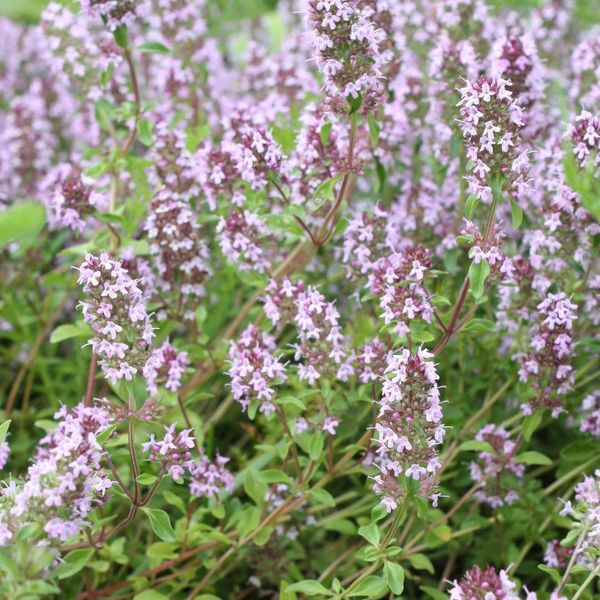 Thymus Vulgaris Timo Da Giardino – 60 Piante – Ø9Cm – Altezza 10-25Cm – Erba Aromatica Resistente Al Freddo – Aromatica E Amica Delle Api – Per Giardini Di Erbe Aromatiche, Aiuole E Giardini Rocciosi-image