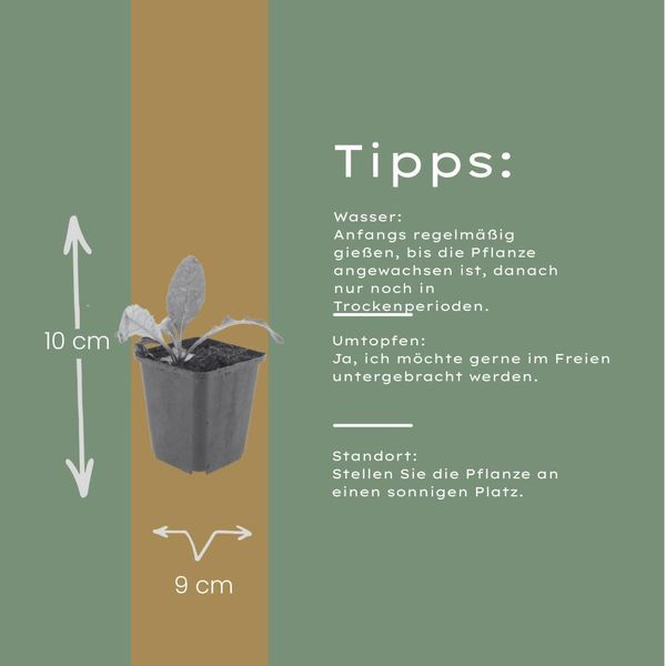 Echinops Ritro – 6 Piante – 10-25 Cm – Ø 9 Cm – Pianta Perenne Resistente Al Freddo Con Fiori Blu A Forma Di Palla – Pianta Da Giardino Amica Delle Api Per Aiuole Soleggiate-image