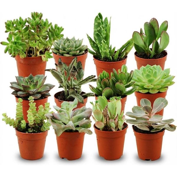 Mix Di Mini Piante Grasse – 12 Piante – Ø 5,5 Cm – Altezza 5–10 Cm – Piante Da Appartamento Facili Da Curare – Piccole Piante Grasse Per Decorare Vasi, Davanzali E Uffici-image