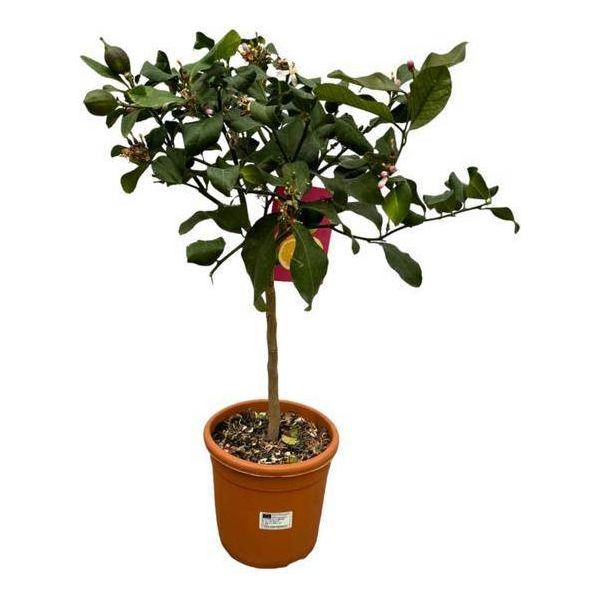 Arancio Citrus Calamondin – Pianta Di Agrumi Ø22Cm – Altezza Circa 80Cm – Fiori Profumati E Frutti Commestibili – Pianta Da Appartamento E Da Balcone-image