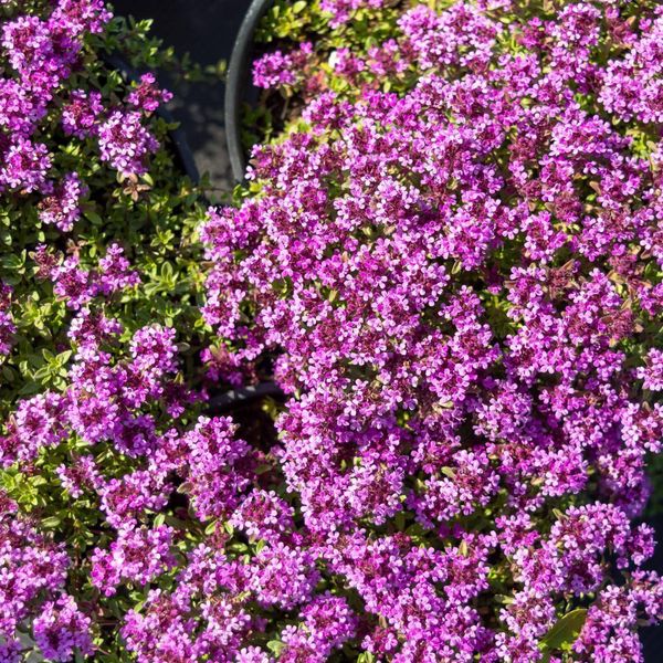 Thymus Praecox Coccineus – 60 Piante – Ø9 Cm – Altezza 10-25 Cm – Coprisuolo Resistente Al Freddo – Fiori Rosso-Rosa – Resistente Alla Siccità, Ideale Per Giardini Rocciosi E Aiuole-image