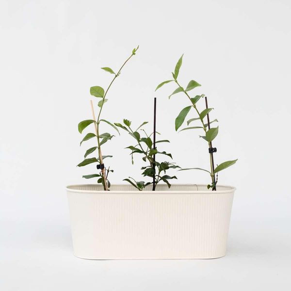 Gelsomino Stellato – Set Da 6 Trachelospermum Jasminoides – Pianta Rampicante Sempreverde Con Profumati Fiori Rosa – Gelsomino Profumato Mediterraneo Per Giardino, Balcone E Terrazza – Altezza 25–40 Cm – Ø 9 Cm-image