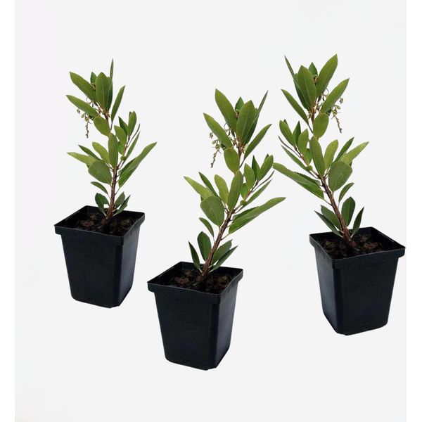 Corbezzolo Occidentale – 3 Piante – Arbutus Unedo – Altezza 25-40 Cm – ⌀9 Cm – Pianta Ornamentale Sempreverde Con Fiori Bianchi E Frutti Rossi – Arbusto Ornamentale Mediterraneo Per Giardino, Terrazza E Vaso-image