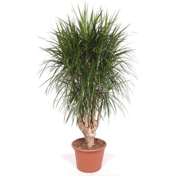 Dracaena Marginata Xxl 190 Cm Ø40-45 Cm – Dracaena Marginata Pianta Da Interno Pianta Di Grandi Dimensioni – Pianta Verde Di Facile Manutenzione Per Soggiorno, Ufficio E Giardino D'inverno-image