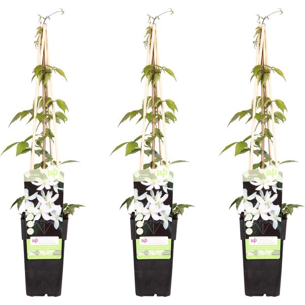 Clematis Montana 'Grandiflora' - 3 Piante - Rampicante Resistente - Ø 15 Cm - Altezza Circa 65 Cm - Fiori Bianchi E Profumati - Ideale Per Pergole, Recinzioni E Pareti-image