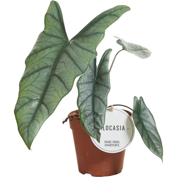 Alocasia Heterophylla - Pianta D'appartamento A Orecchio Di Elefante Ø12Cm ↕25Cm - Pianta Tropicale A Foglia Di Freccia Con Foglie Blu-Verdi - Un Richiamo Esotico Per Interni Luminosi-image