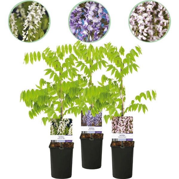 Wisteria Floribunda Tricolour - Blu, Rosa E Bianco - 3 Piante - 11 Cm X H40 Cm - Pianta Profumata E Rampicante - Per Pergole, Recinzioni E Pareti-image