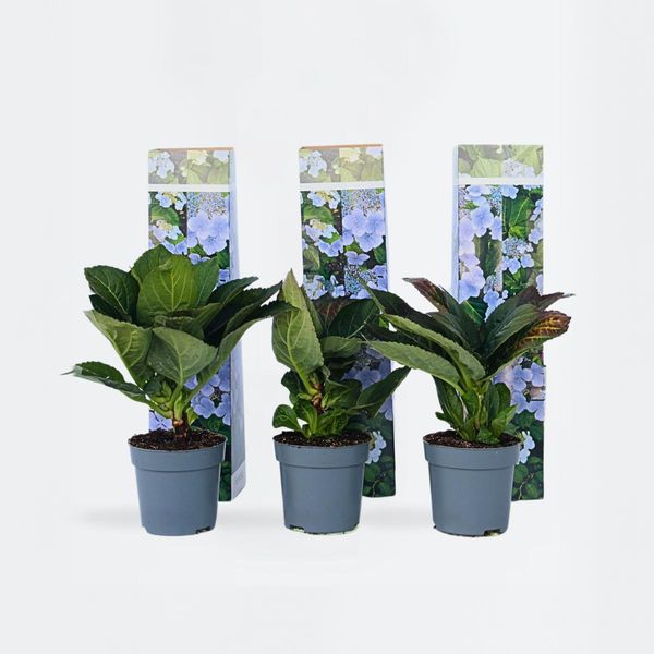 Ortensia Hydrangea – Set Da 6 Hydrangea Macrophylla Teller 'Nizza' – Ortensia A Piatto Con Infiorescenze Blu Brillante – Fioritura Estiva Di Lunga Durata – Resistente Al Freddo E Facile Da Curare – Altezza 25-40 Cm – Ø 9 Cm-image
