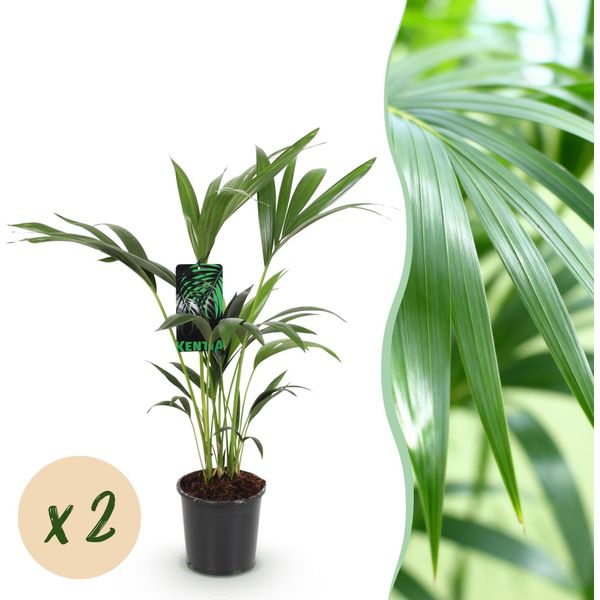Howea Forsteriana – Palma Kentia – 2 Piante – 70–75 Cm – 17 Cm – Palme Da Interno Facili Da Curare Con Eleganti Fronde – Piante Verdi Robuste Che Purificano L'aria Per Interni Eleganti-image