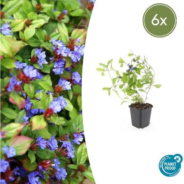 Ceratostigma Plumbaginoides – 6 Piante – ↕10-25 Cm – Ø9 Cm – Coprisuolo – Resistente Al Freddo E Facile Da Curare – Sole E Penombra-image