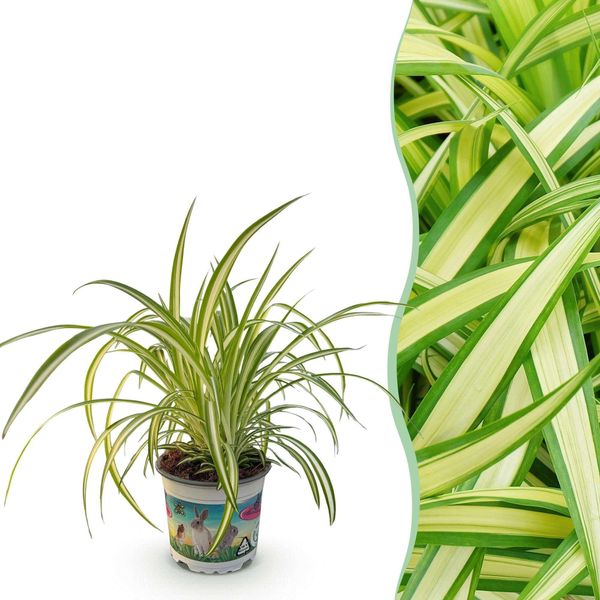 Liliaceae Chlorophytum Comosum Variegatum – Pianta Da Appartamento Variegata – Adatta Agli Animali Domestici 12 Cm – Altezza Circa 20 Cm – Pianta Purificatrice Dell'aria Di Facile Manutenzione-image