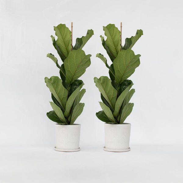 Ficus Lyrata – 2 Piante – Ficus Lyrata – Grande Pianta Tropicale Da Appartamento Con Foglie Xxl – Purificante Dell'aria, Facile Da Curare E Robusta – Altezza 70-90 Cm – Ø 21 Cm-image