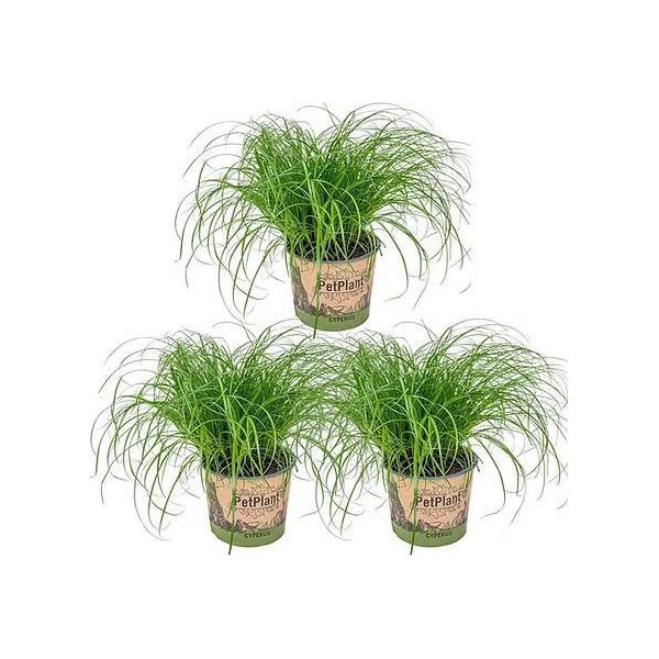 Erba Gatta, Set Da 3 Cyperus Zumula – Già Cresciuta, 20-25 Cm – Piante Da Appartamento Adatte Agli Animali Domestici – Pianta Ombreggiante Per Gatti – Facile Da Curare E Decorativa-image