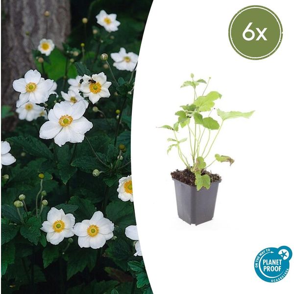 Anemone Giapponese Autunnale Anemone Hyb. 'Honorine Jobert' – ↕10-25 Cm – Ø9 Cm – 6 Piante – Fioritura Autunnale – Facile Da Curare – Sole E Penombra-image