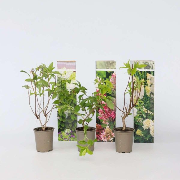 Ortensia Hydrangea – 3 Piante – Hortensia Paniculata Mix (Pink Lady, Phantom, Silver Dollar) – Altezza 25–35 Cm – Ø 9 Cm – Fiori Bianchi E Rosa – Pianta Da Giardino Resistente Al Freddo Per Aiuole E Vasi-image