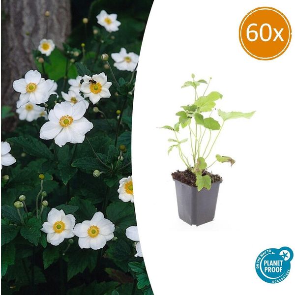 Anemone Giapponese Autunnale Anemone Hyb. 'Honorine Jobert' – ↕10-25 Cm – Ø9 Cm – 60 Piante – Fioritura Autunnale Bianca – Facile Da Curare – Sole E Mezz'ombra-image