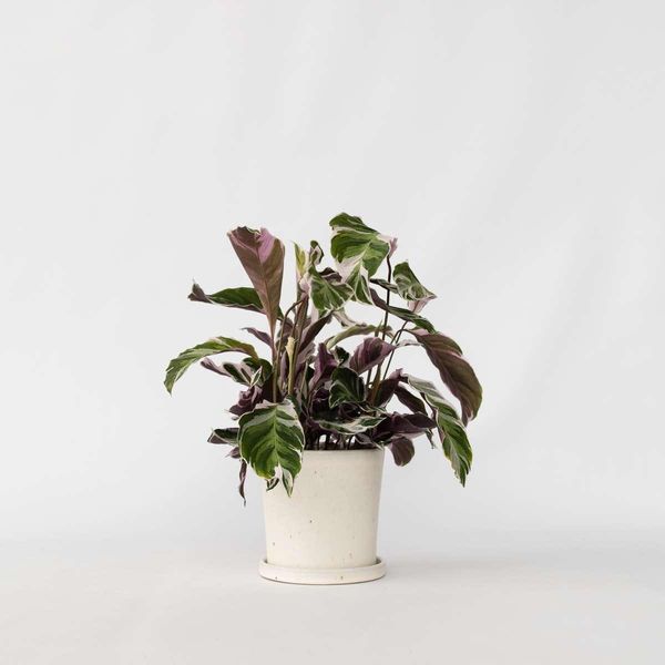 Calathea Korbmarante – Calathea Lietzei 'White Fusion' – Altezza 30-40 Cm – Ø 14 Cm – Pianta Da Appartamento Rara Con Variegatura Bianco-Verde Ed Effetto Purificante Dell'aria-image
