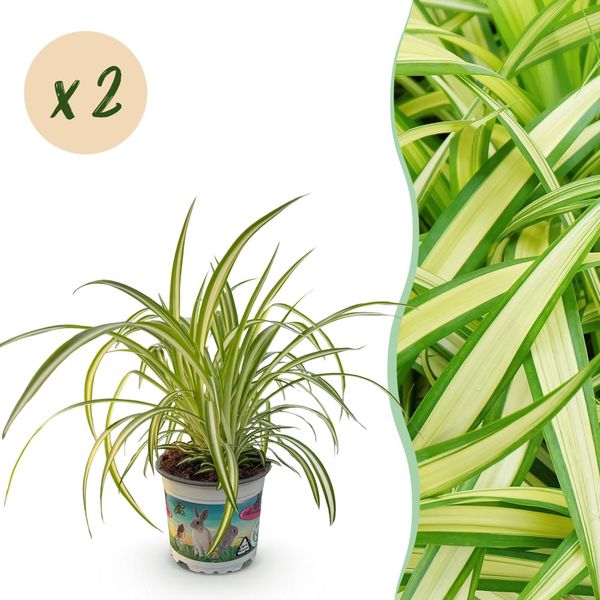 Chlorophytum Comosum Variegatum – 2 Piante – Ø12Cm Altezza 25–30Cm – Erba Portafortuna Con Bordi Delle Foglie Color Crema – Pianta Da Appartamento Adatta Agli Animali Domestici-image