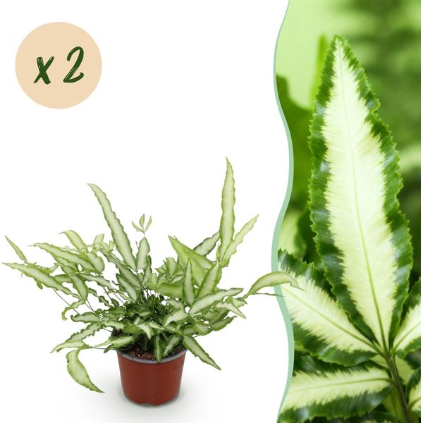 Pteris Cretica Albolineata Felce Alata – 2 Piante – Ø12Cm Altezza 28–30Cm – Felce Colorata Con Foglie Bianche – Pianta Da Appartamento Adatta Agli Animali Domestici-image