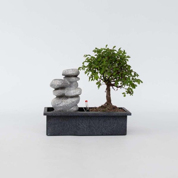 Bonsai Con Cascata E Pietre Zen – Altezza 25–35 Cm – Ø 29 Cm – Bonsai Di 5 Anni Con Sistema Easy Care E Indicatore Del Livello Dell'acqua – Decorazione Meditativa Per La Stanza E Idea Regalo-image