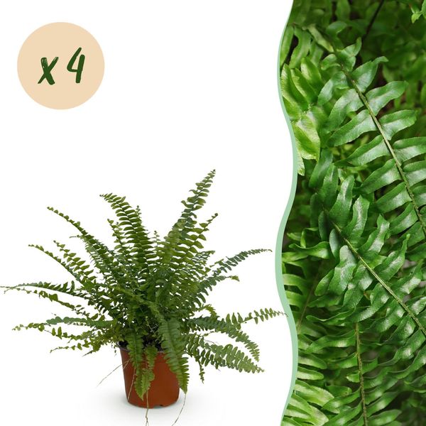 Nephrolepis Exaltata Green Lady – Set Di 4 Piante – Ø12 Cm, Altezza 28-30 Cm – Felce Spada Dal Fogliame Rigoglioso – Pianta Da Appartamento Adatta Agli Animali Domestici-image