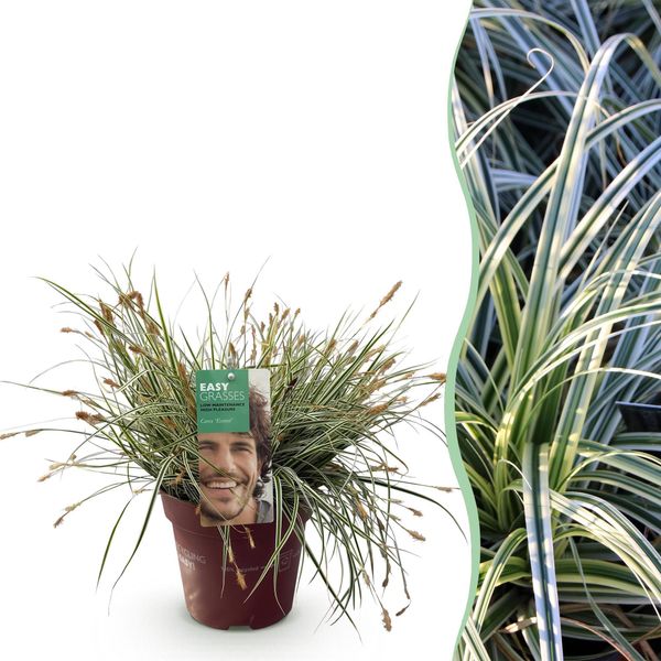 Erba Ornamentale Carice Carex Oshimensis Everest – Variegata Bianco-Verde – Sempreverde E Resistente Al Freddo – Altezza Circa 50 Cm – 17 Cm – Facile Da Curare Per Aiuole E Vasi-image