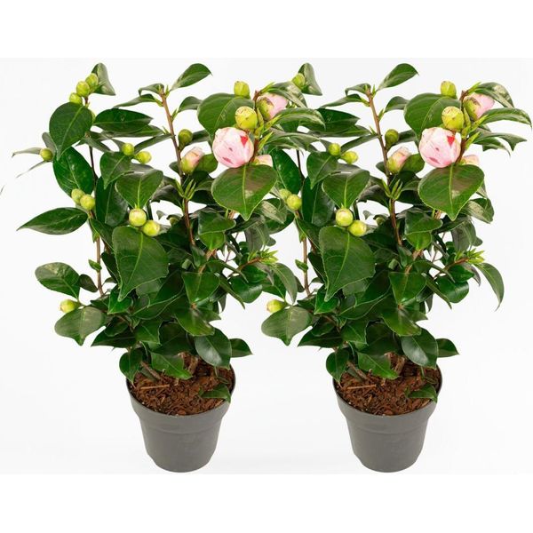 Rosa Giapponese – 2 Piante – Camellia Japonica 'Bonomiana' – Altezza 50-60 Cm – ⌀15 Cm – Camelia Sempreverde Con Fiori Bianco-Rosa – Pianta Da Giardino Resistente Al Freddo Per Zone In Penombra-image