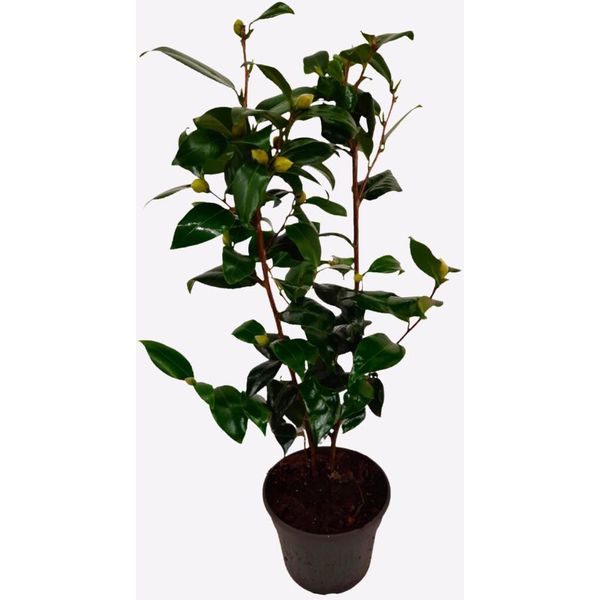 Rosa Giapponese – Camellia Japonica 'Brushfield’S Yellow' – Altezza 50-60 Cm – ⌀15 Cm – Camelia Sempreverde Con Fiori Bianchi E Centro Giallo – Pianta Da Giardino Resistente Al Freddo Per Zone In Penombra-image