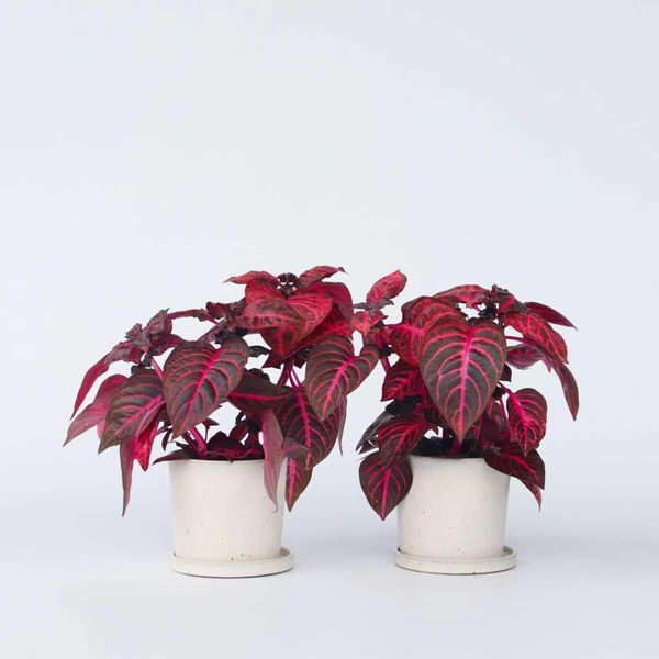 Foglia Di Sangue – 2 Piante Iresine Herbstii 'Rich Red Star' – Altezza 20-30 Cm – Ø 13 Cm – Piante Da Appartamento Esotiche Con Fogliame Rosso-Verde – Facili Da Curare E Decorative Per Interni E Balconi-image