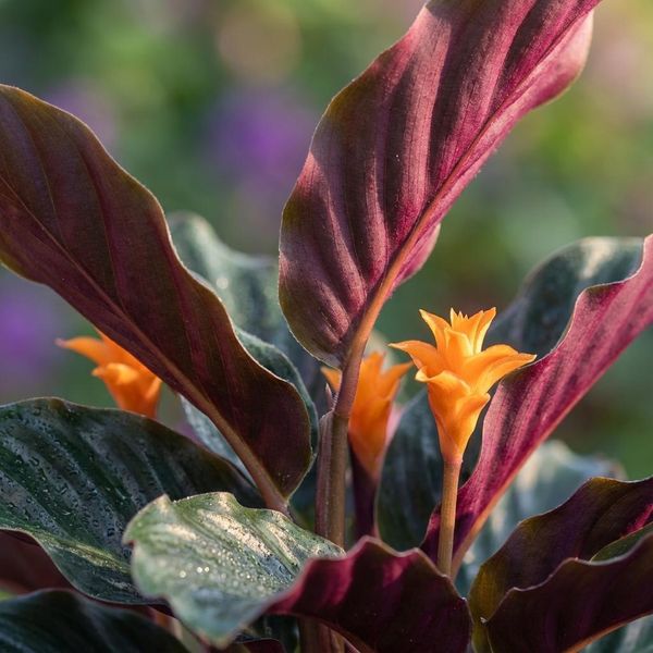 Calathea Crocata – 2 Piante – Ø14 Cm – Altezza 40–45 Cm – Pianta Da Appartamento Con Fiori Arancioni – Fiori Esotici – Ama L'umidità-image
