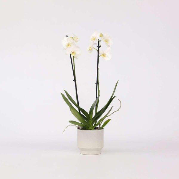 Orchidea Farfalla Phalaenopsis – Bianca – Altezza 50–60 Cm – Ø 12 Cm – Elegante Pianta Da Appartamento Con 2 Germogli Fiorali – Orchidea Longeva E Facile Da Curare Per La Casa, L'ufficio E Come Idea Regalo-image