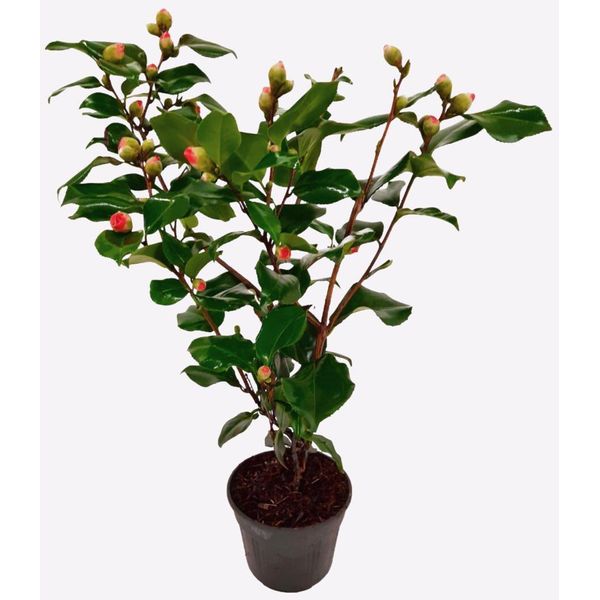 Rosa Giapponese – Camellia Japonica 'Dr. King' – Altezza 50-60 Cm – ⌀15 Cm – Pianta Da Giardino Sempreverde Con Fiori Rosa-Rossi – Camelia Resistente Al Freddo Per Vasi E Giardini-image