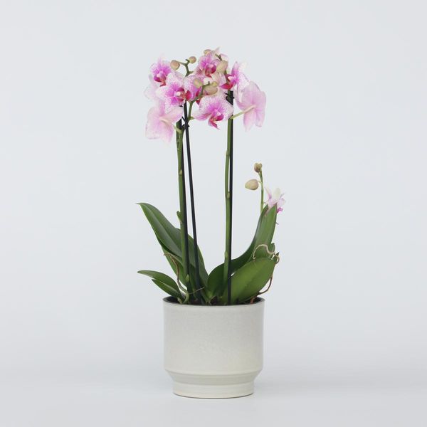 Orchidea Farfalla Phalaenopsis – Phalaenopsis Multiflora Pink – Altezza 35–45 Cm – Ø 12 Cm – Elegante Pianta Da Appartamento Con 3 Rami Fioriti – Orchidea Di Facile Manutenzione E A Fioritura Prolungata Per La Casa E L'ufficio-image