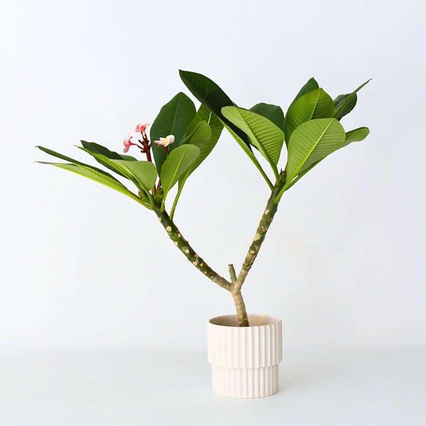 Palma Delle Hawaii – Plumeria Rubra 'Rosa' – Altezza 55–70 Cm – Ø 17 Cm – Pianta Tropicale Profumata (Frangipani) – Pianta Da Appartamento Esotica Con Boccioli Di Fiori-image