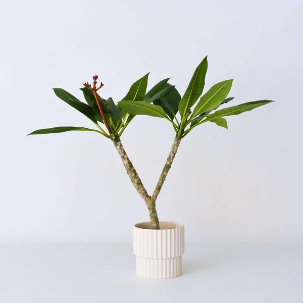 Plumeria Rubra – Palma Delle Hawaii / Frangipani – Altezza 55–70 Cm – Ø 17 Cm – Pianta Tropicale Da Interno E Da Terrazzo Con Fiori Profumati – Elemento Decorativo Esotico Per Interni Ed Esterni-image