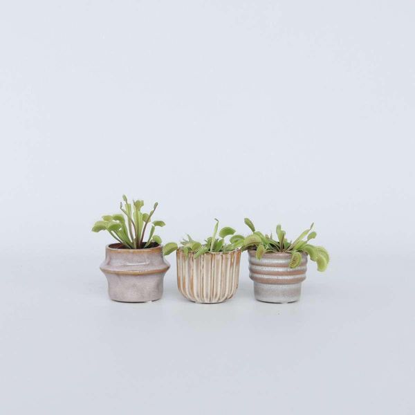 Venere Acchiappamosche – 3 Piante – Dionaea Muscipula – Pianta Carnivora – Altezza 5–15 Cm – Vaso Ø 6 Cm – Pianta Carnivora Per La Casa E Il Terrario – Facile Da Curare E Affascinante-image