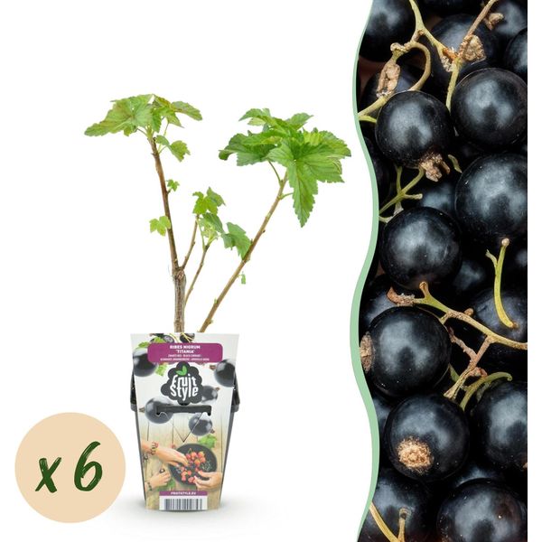Piante Di Ribes Nero Ribes Nigrum Titania Resistenti Al Freddo 6 Piante Ø9Cm Altezza 30Cm – Ribes Nero Ricco Di Vitamine Per Giardino E Balcone-image