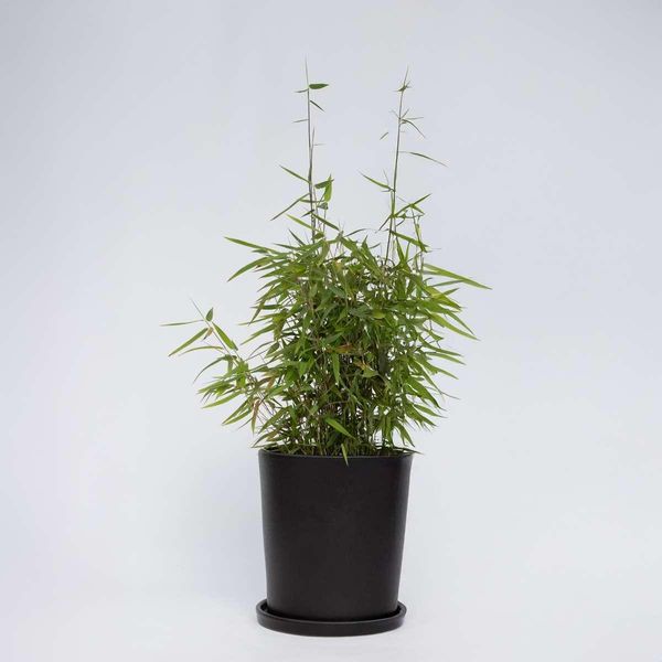 Bambù Fargesia Nitida Red Dragon – Altezza 60–80 Cm – 17 Cm – Bambù Rosso Da Giardino Non Invasivo – Resistente Al Freddo E Sempreverde – Ideale Come Siepe, Schermo Protettivo O Pianta Solitaria-image