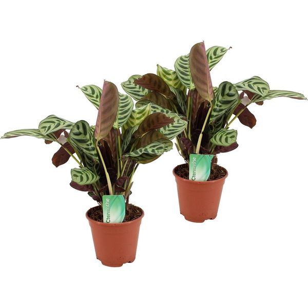 Ctenanthe ‘Burle-Marxii’ – 2 Piante Maranta – Altezza 30–40 Cm – Ø 14 Cm – Piante Tropicali Da Appartamento Con Foglie Decorate – Facili Da Curare E Non Tossiche Per Gli Animali Domestici-image