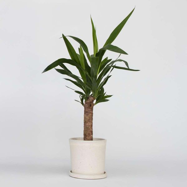 Yucca Elephantipes – Altezza 50–60 Cm – 14 Cm – Palmetto Facile Da Curare Con Fusto Robusto – Pianta Da Appartamento Molto Apprezzata Per Ambienti Luminosi – Palma Tropicale Yucca Con Eleganti Foglie Verdi-image