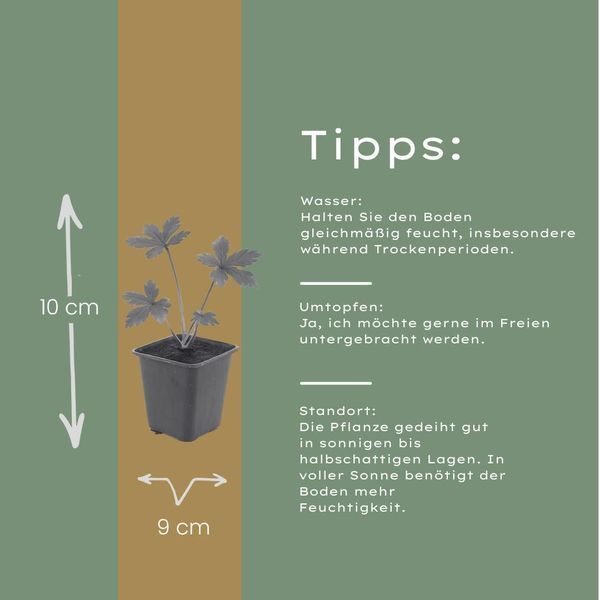 Astrantia Major – 24 Piante – Piante Perenni A Fioritura Estiva – 10-25 Cm – Ø 9 Cm – Adatte Alle Api – Per Aiuole E Giardini Cottage-image