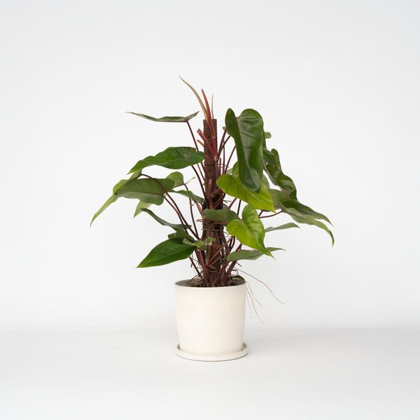 Philodendron Red Emerald – Altezza 70-80 Cm – 19 Cm – Pianta Da Appartamento Verde Con Steli Rossi – Pianta Rampicante Di Facile Manutenzione Per Posizioni Semiombreggiate – Pianta Tropicale Purificatrice Dell'aria Per Interni-image
