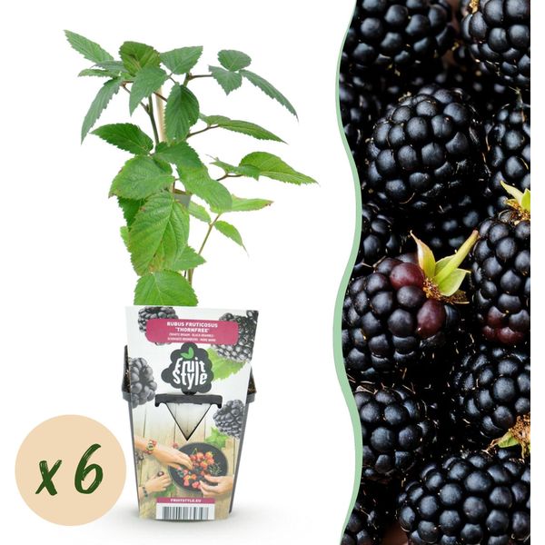 More Senza Spine Rubus Fruticosus Resistenti Al Freddo 6 Piante Ø9Cm Altezza 30Cm – More Succose Per Giardino, Aiuola, Balcone E Terrazza-image