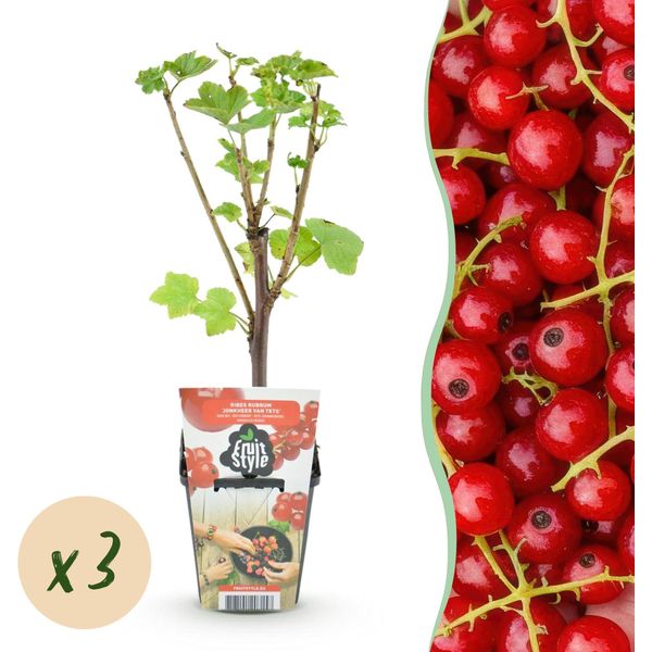 Ribes Rosso Ribes Rubrum Jonkheer Van Tets Resistente Al Freddo 3 Piante Ø9Cm Altezza30Cm – Ribes Produttivo Per Giardino, Balcone E Terrazza-image