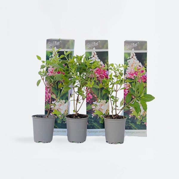 Hydrangea Paniculata Pink Lady – 3 Piante – Altezza 25–40 Cm – Ø 9 Cm – Ortensia A Pannocchia Resistente All'inverno Con Fiori Bianchi E Rosa – Pianta Da Giardino Facile Da Curare Per Aiuole E Vasi-image