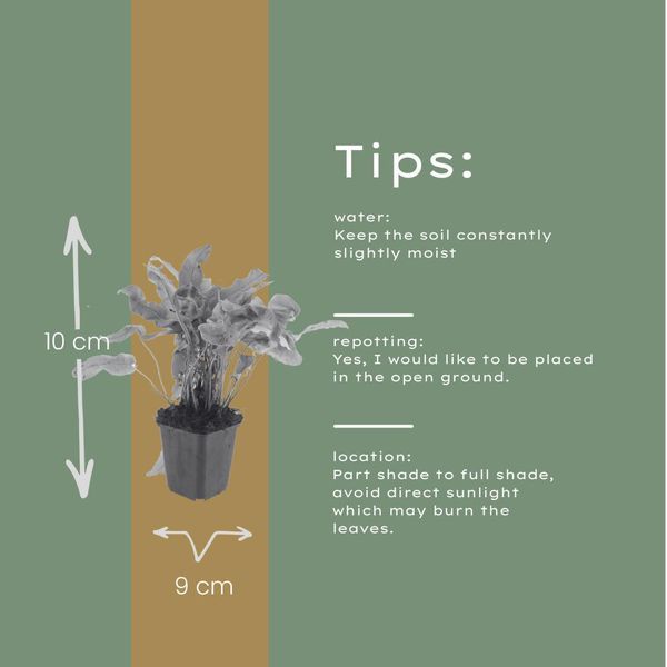 Felce Lingua Di Cervo Asplenium Scolopendrium – 12 Piante – Felce Sempreverde Per Ombra E Penombra – Pianta Strutturale Per Giardini E Aiuole – 10-25 Cm – Ø 9 Cm – Resistente Al Freddo-image