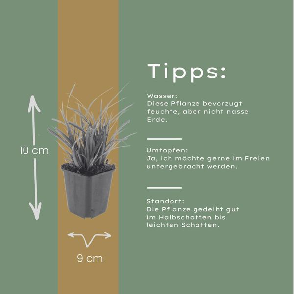 Carice Giapponese Carex Morrowii – 60 Piante – Erba Ornamentale Sempreverde Per Ombra E Penombra – Coprisuolo Per Aiuole E Giardini – 10-25 Cm – Ø 9 Cm – Resistente Al Freddo E Di Facile Manutenzione-image