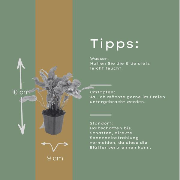 Felce Lingua Di Cervo Asplenium Scolopendrium – 24 Piante – Felce Sempreverde Per Ombra E Penombra – Pianta Strutturale Per Giardini E Aiuole – 10-25 Cm – Ø 9 Cm – Resistente Al Freddo-image