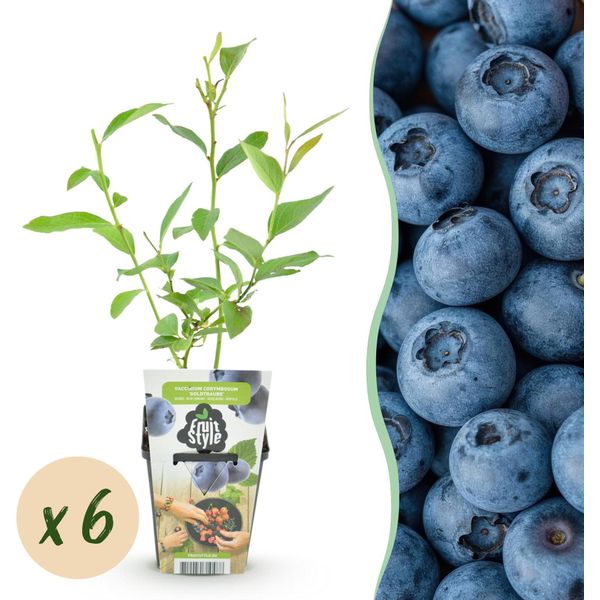 Mirtillo Vaccinium Corymbosum Goldtraube Resistente Al Freddo 6 Piante Ø9Cm Altezza30Cm – Mirtillo Ad Alto Rendimento Per Giardino, Balcone E Terrazza-image